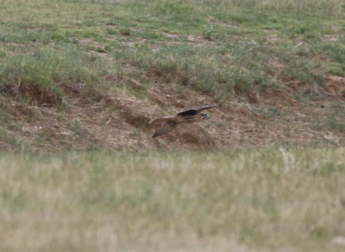 Faucon des prairies - ML621028161