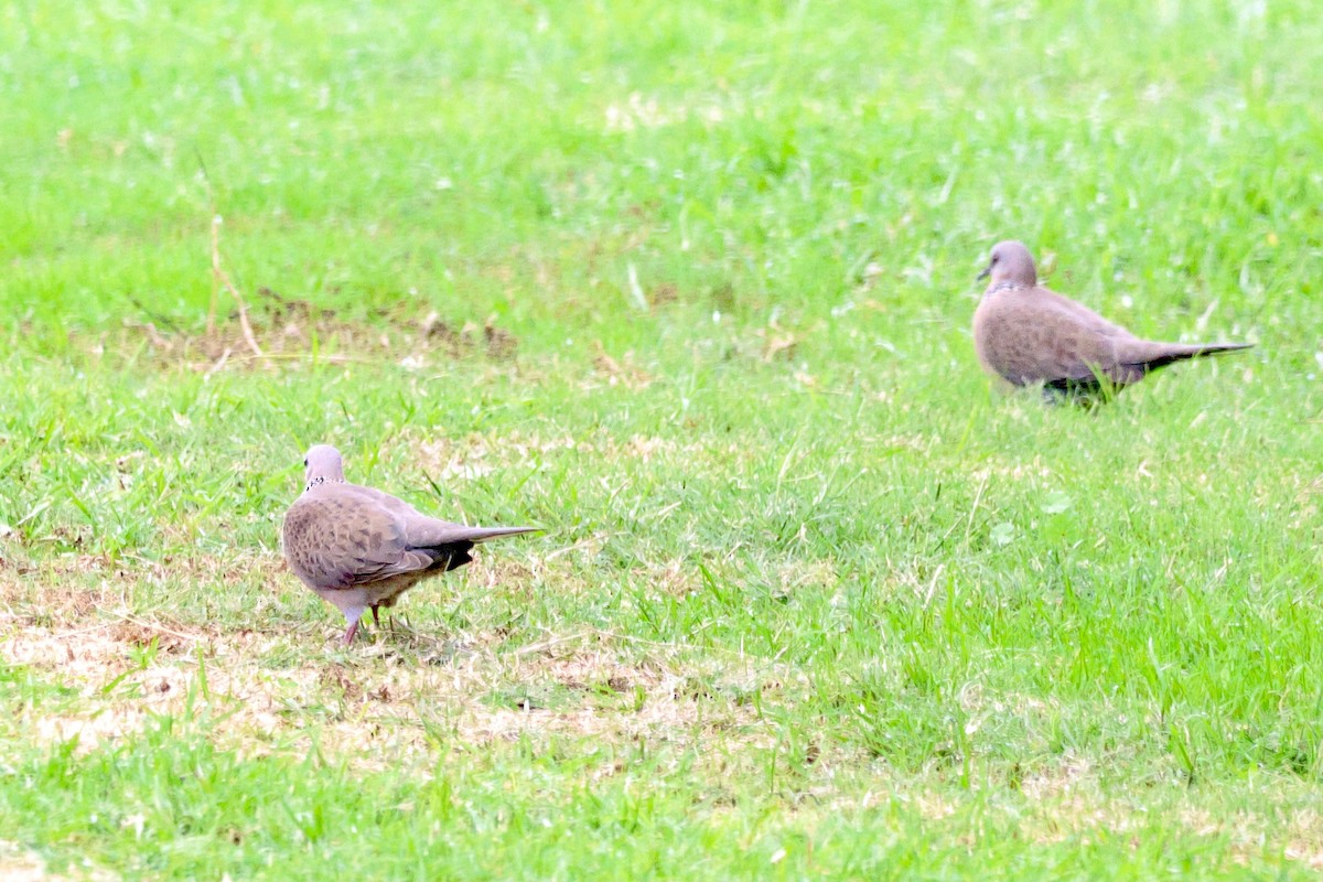 Spotted Dove - ML621028198