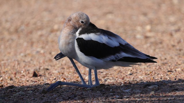 American Avocet - ML621028218