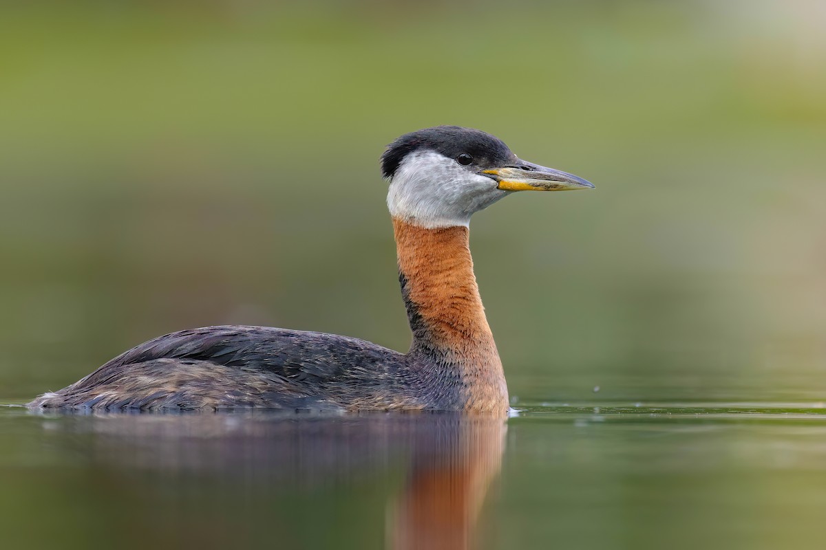 Red-necked Grebe - ML621028220