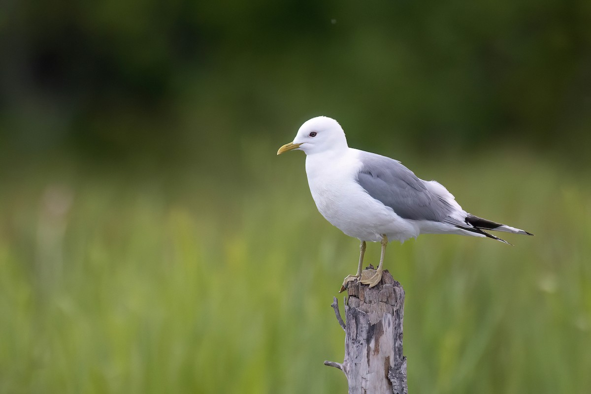 Short-billed Gull - Chris Venetz | Ornis Birding Expeditions
