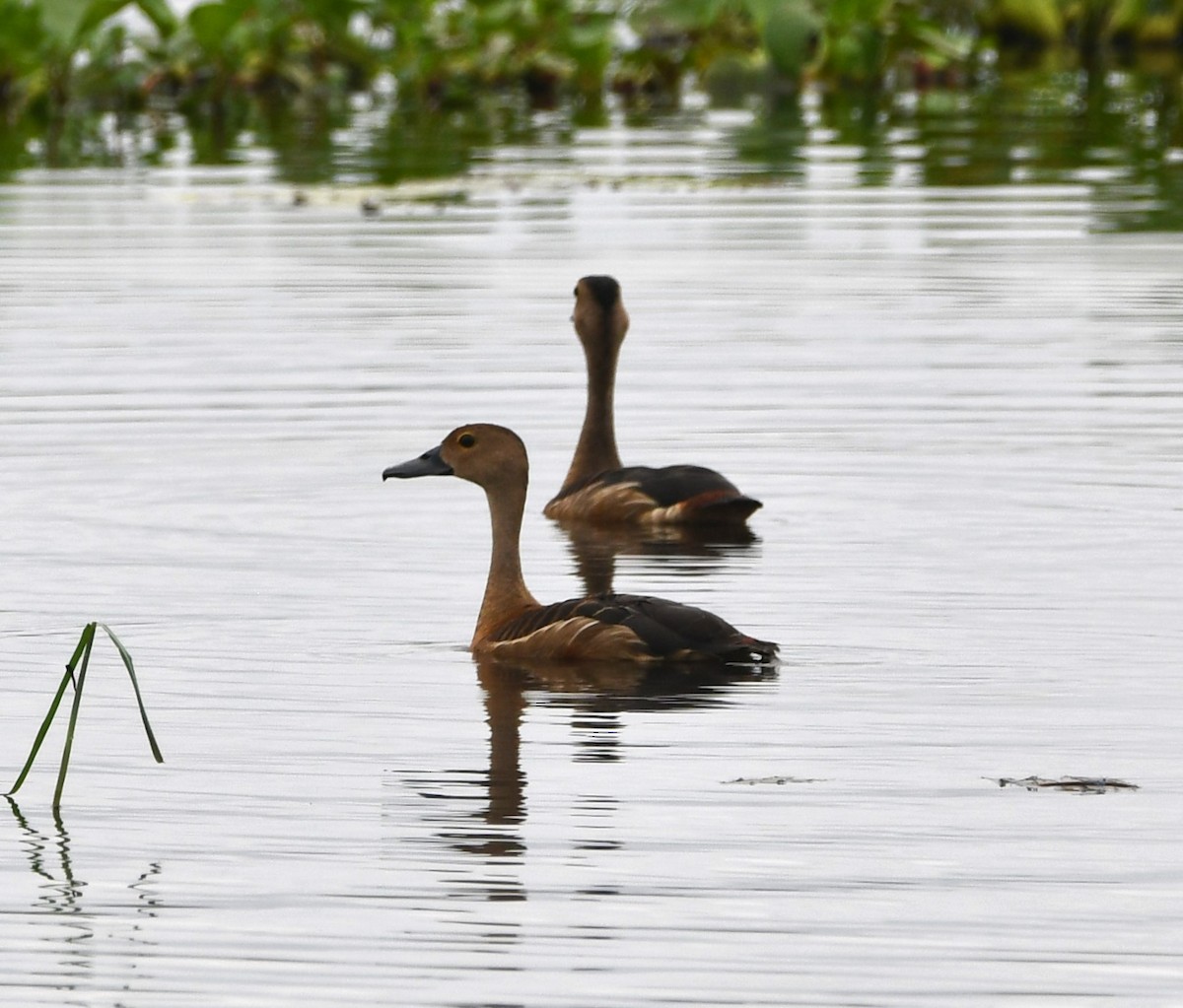 Lesser Whistling-Duck - Aishwarya Vijayakumar
