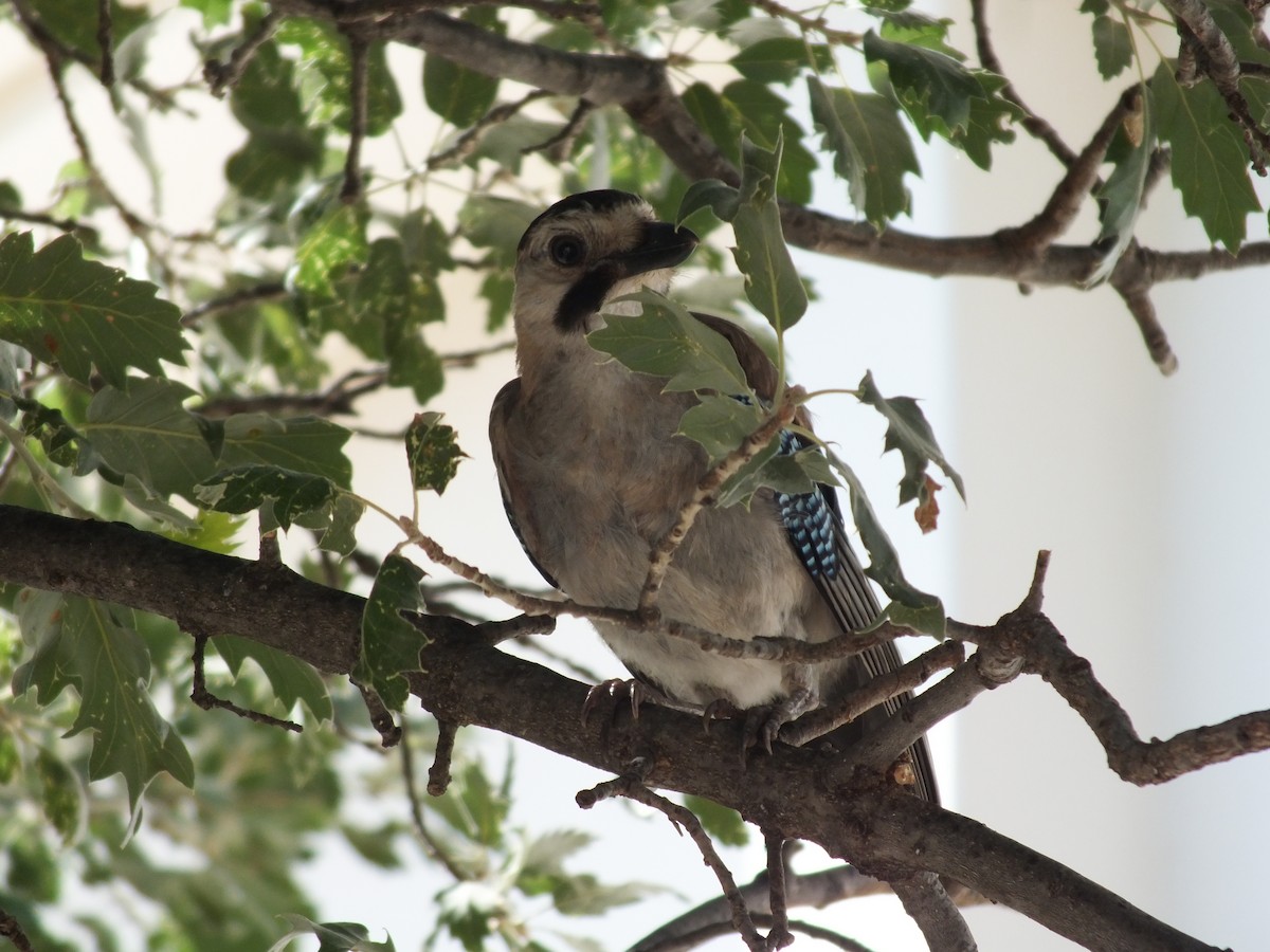 Eurasian Jay - Berkay Alagöz