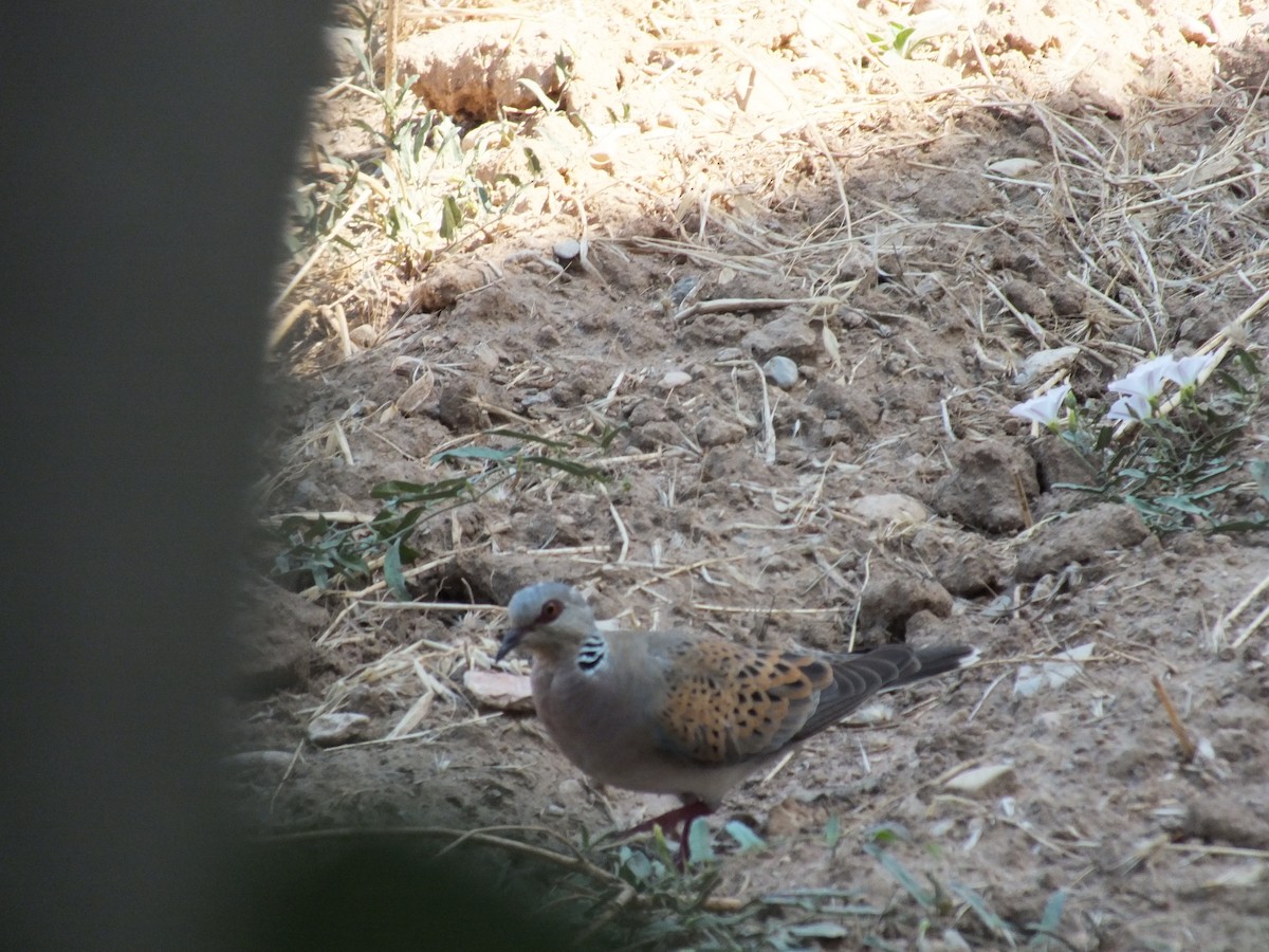 European Turtle-Dove - ML621028267