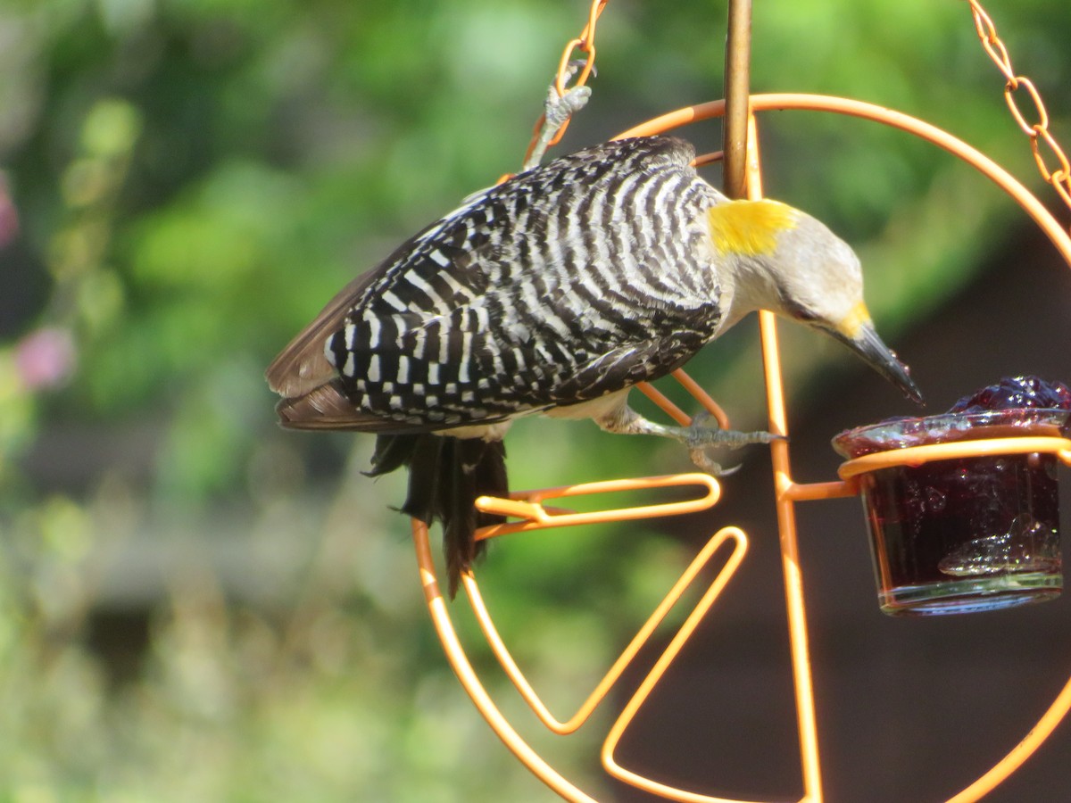 Golden-fronted Woodpecker - ML621028287