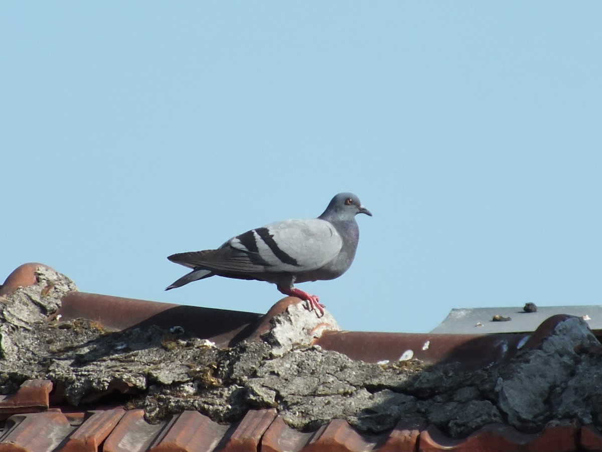 Rock Pigeon - ML621028304