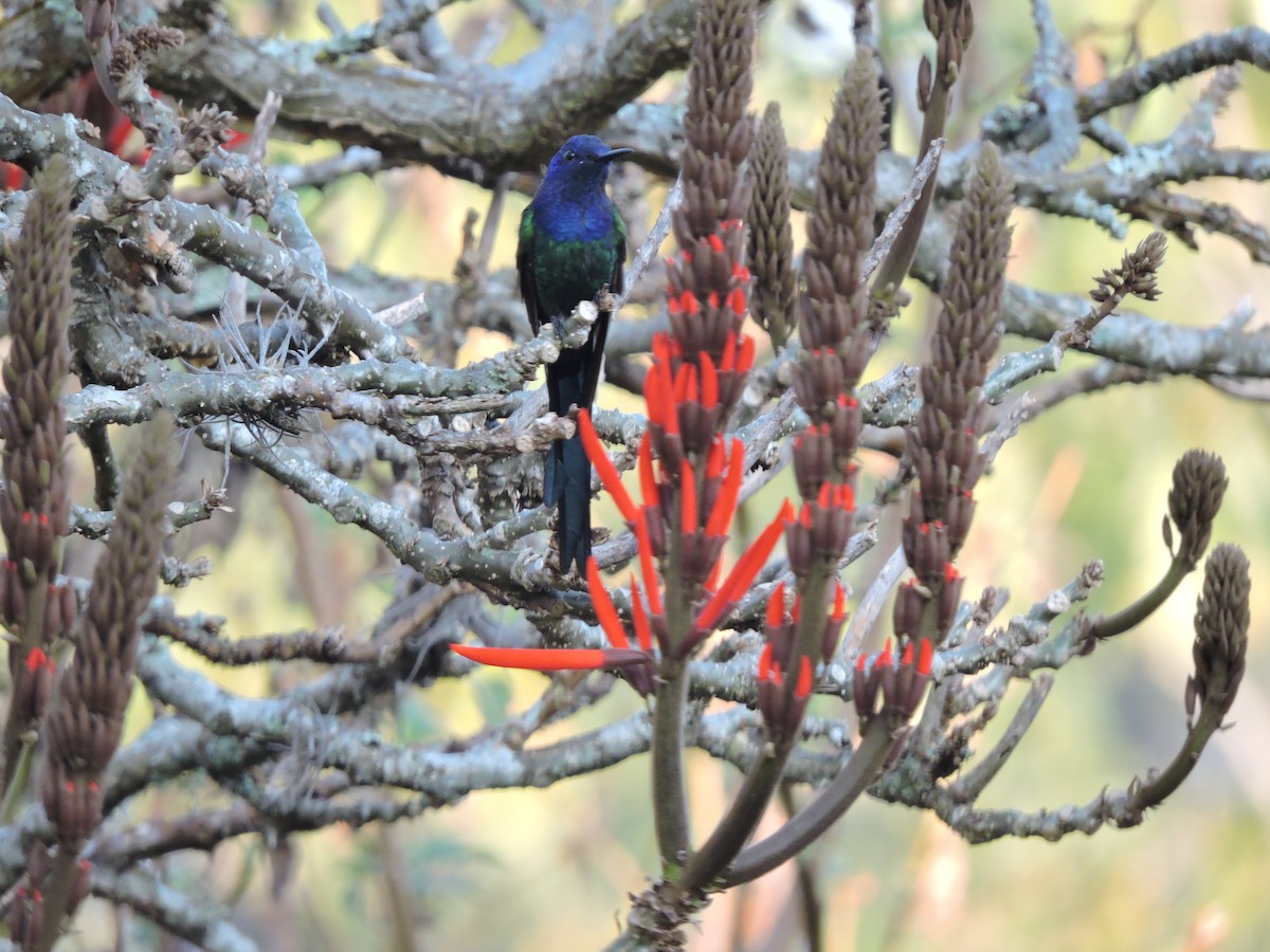 Swallow-tailed Hummingbird - Sítio Corujinha