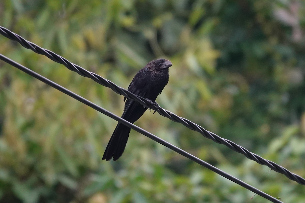Черноухая колибри-фея - ML621028365