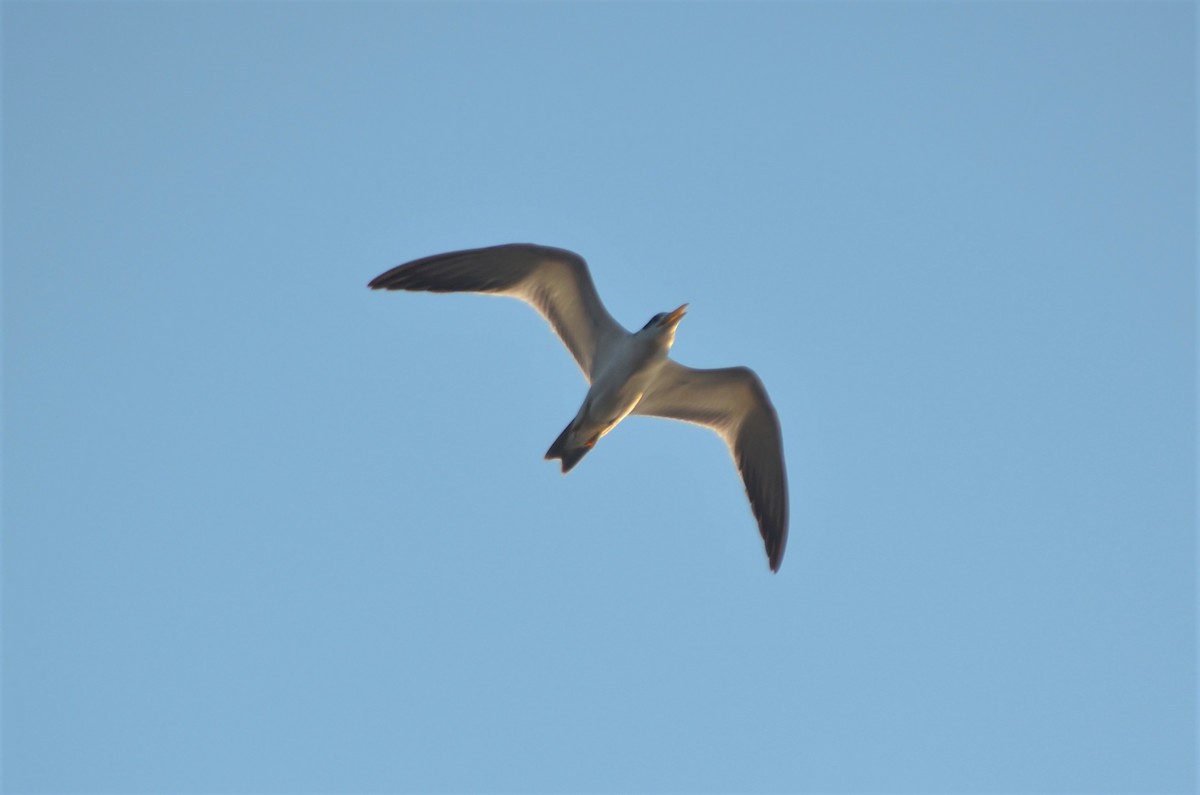 Large-billed Tern - ML621028382