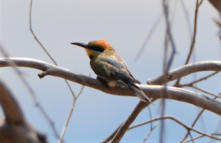 Rainbow Bee-eater - ML621028396