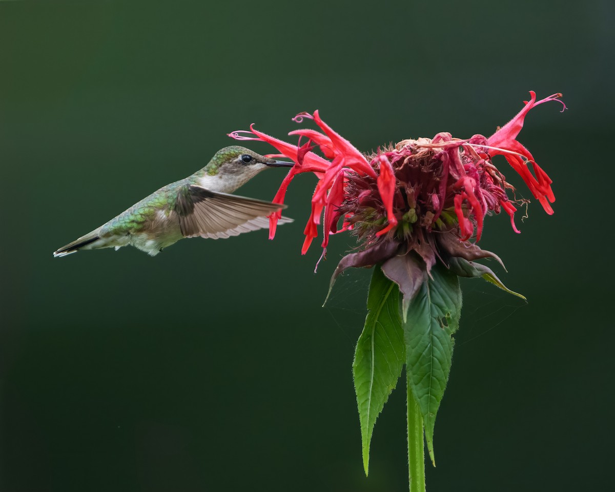 Ruby-throated Hummingbird - ML621028410