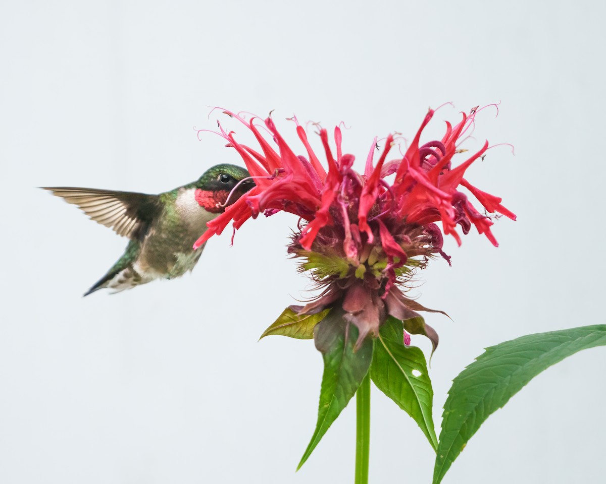 Ruby-throated Hummingbird - ML621028417