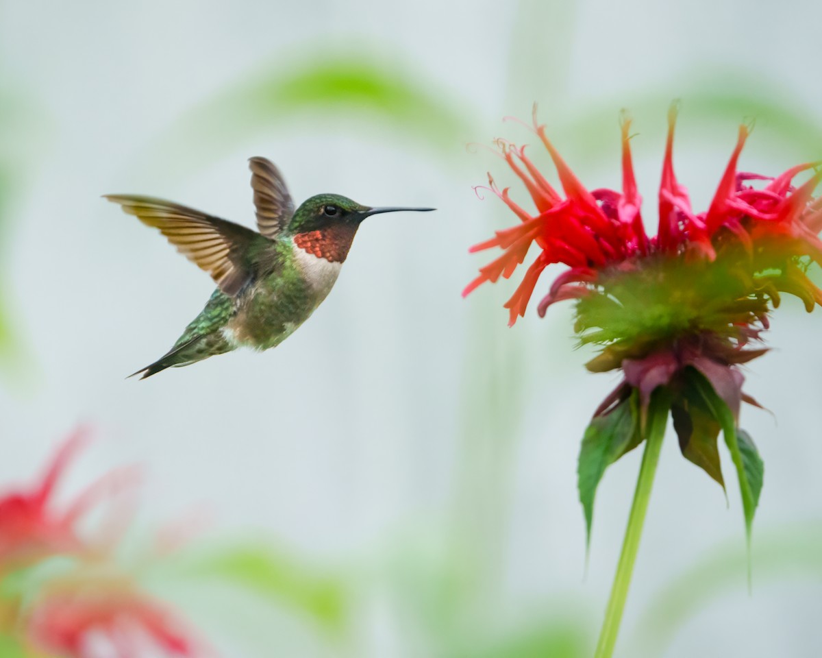 Ruby-throated Hummingbird - Susan Logan Ward