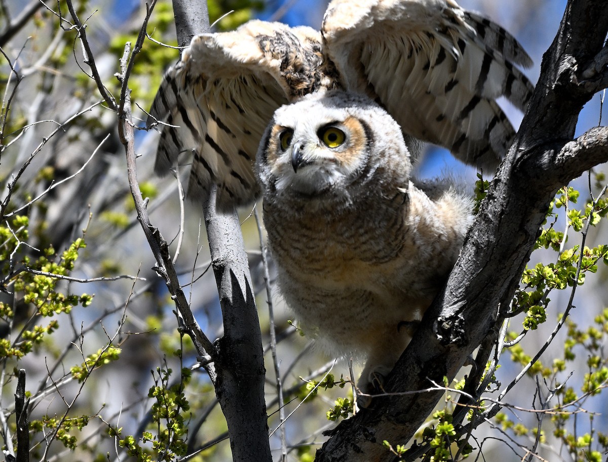 Great Horned Owl - ML621028422