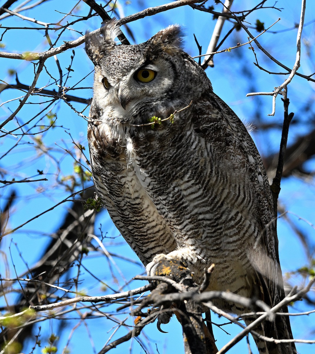 Great Horned Owl - ML621028423