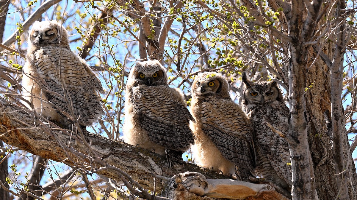 Great Horned Owl - ML621028427