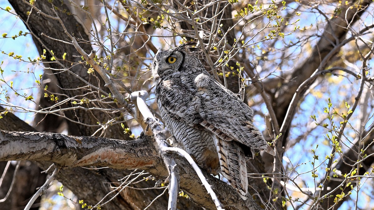 Great Horned Owl - ML621028429