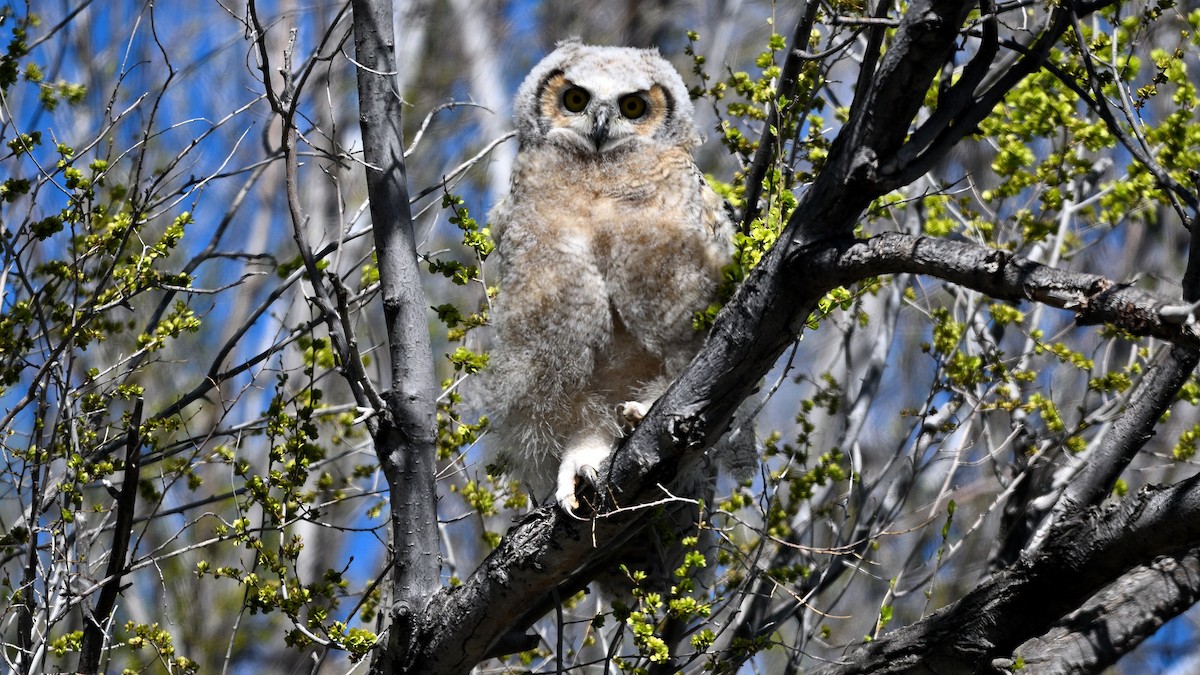 Great Horned Owl - ML621028433