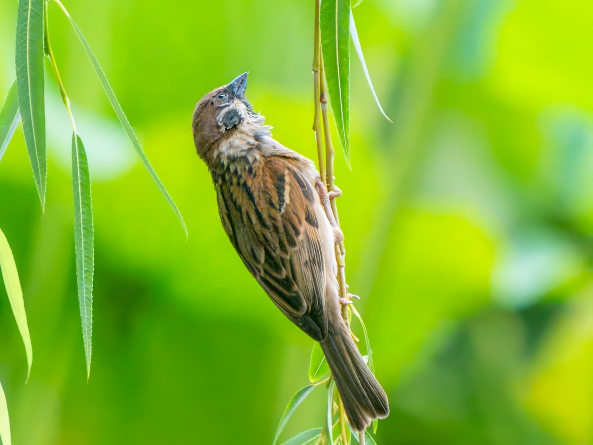 Eurasian Tree Sparrow - ML621028437