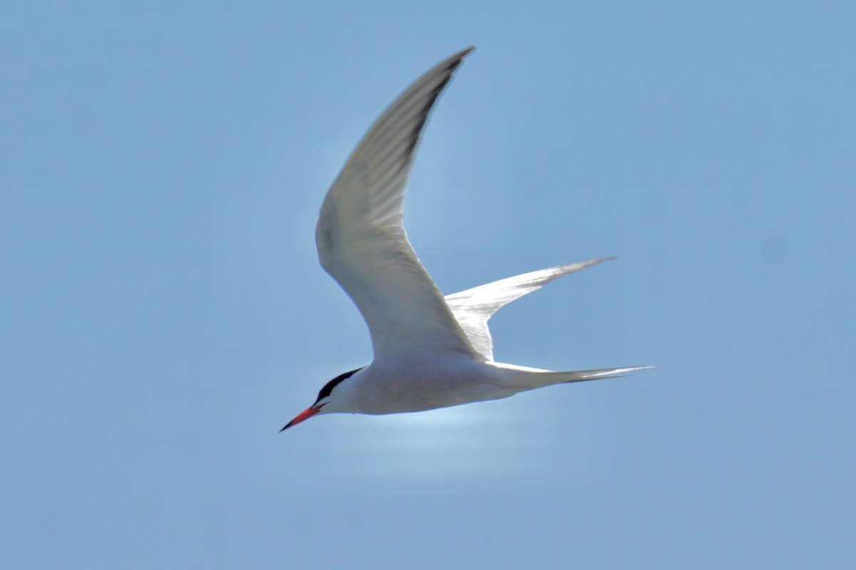 Common Tern - Ethan Kang