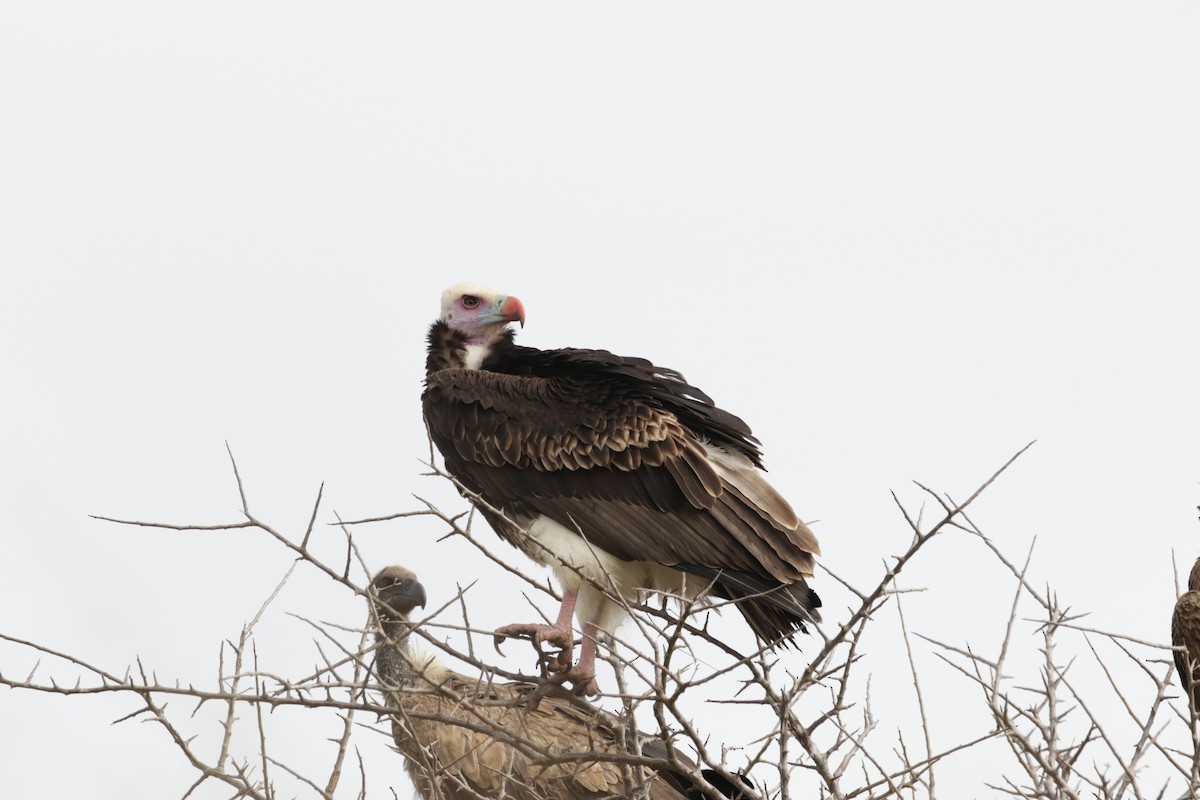 White-headed Vulture - ML621028448