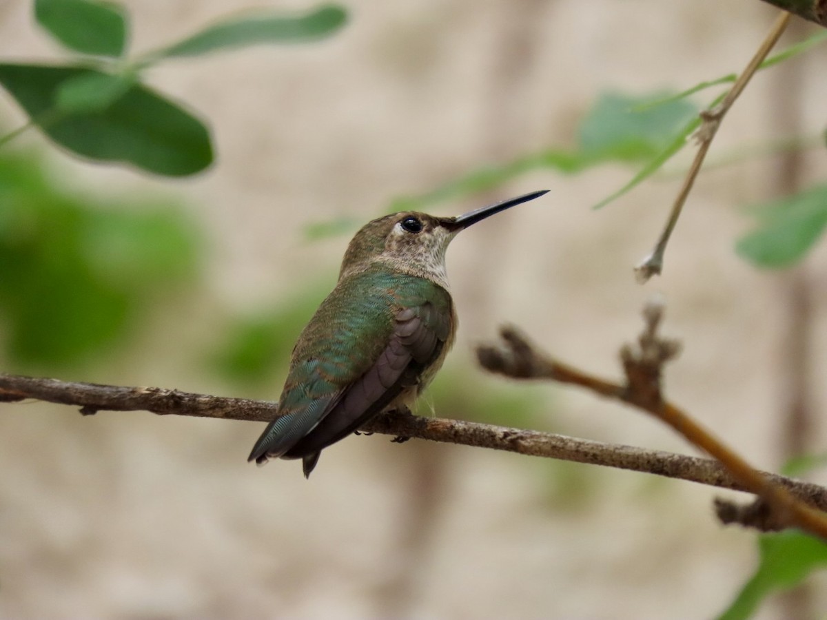 Broad-tailed Hummingbird - ML621028458