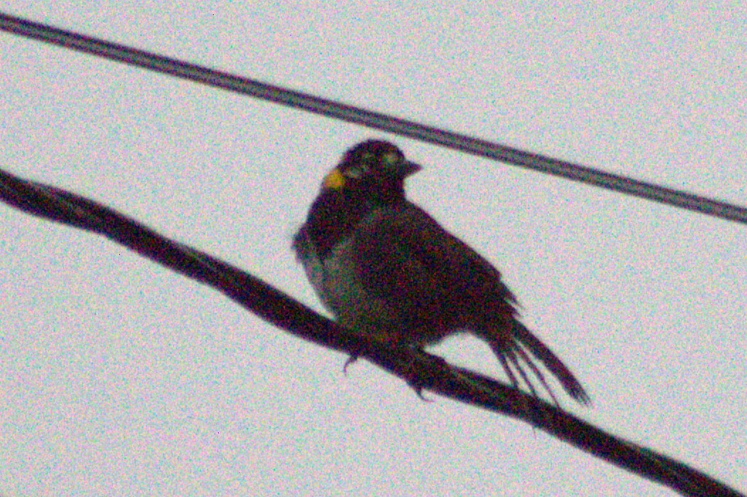 White-eared Ground-Sparrow - ML621028482