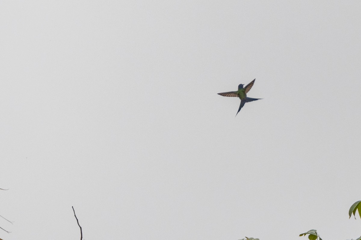 Swallow-tailed Hummingbird - Leonam Torre