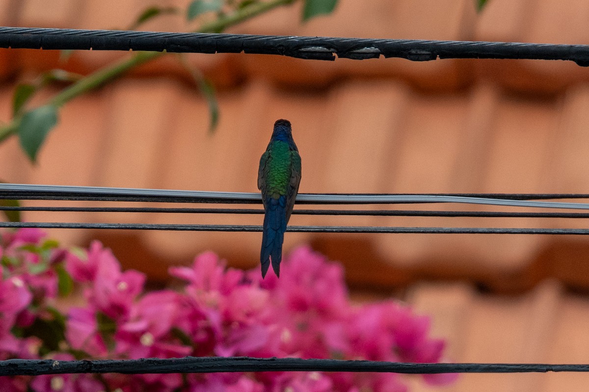 Swallow-tailed Hummingbird - ML621028496