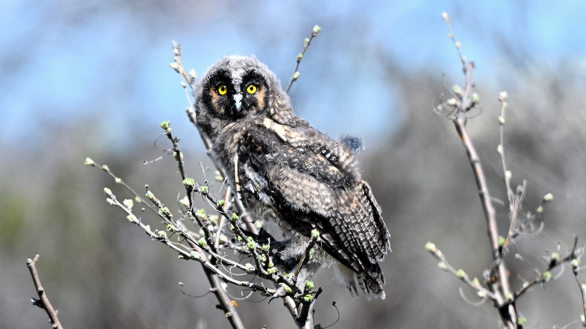 Long-eared Owl - ML621028499