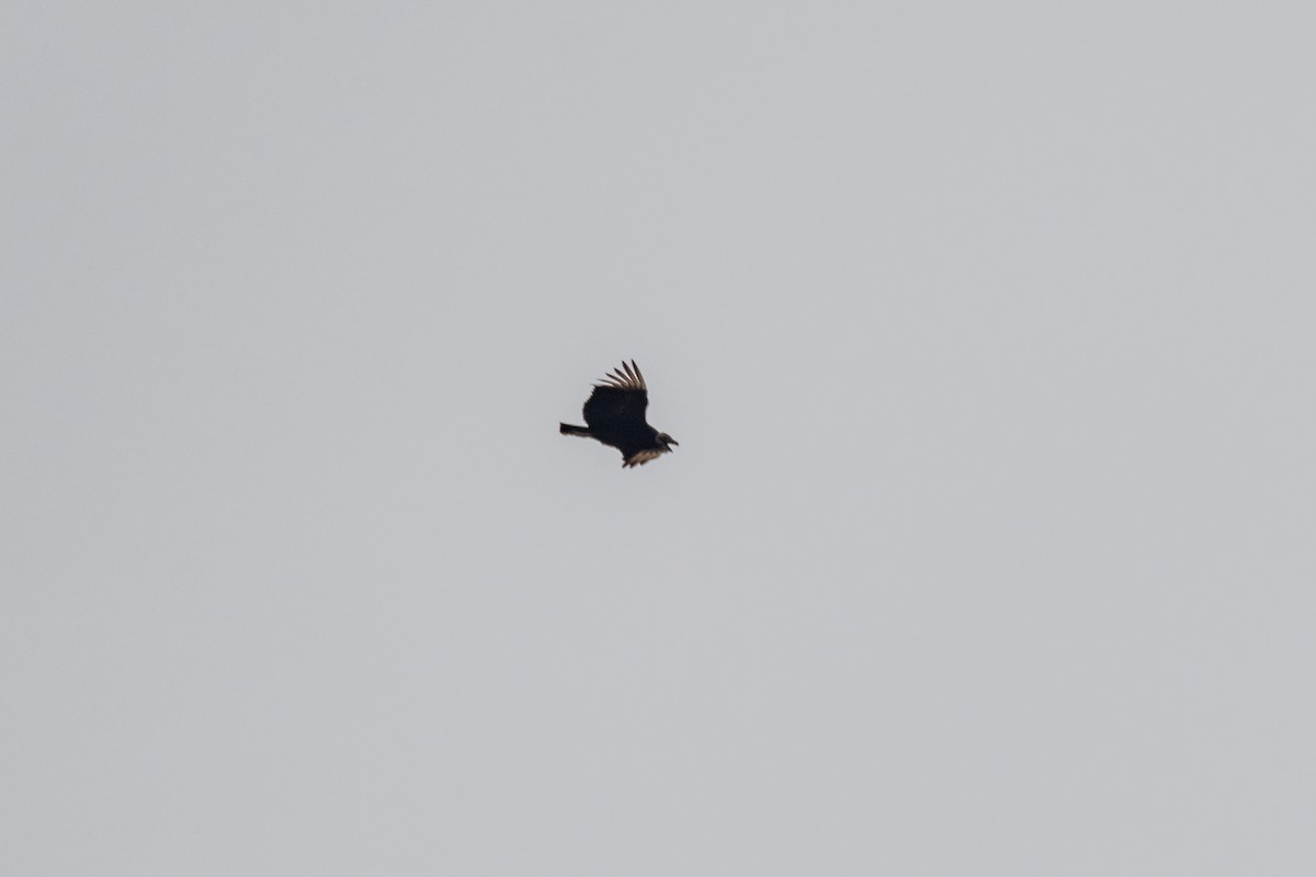 Black Vulture - ML621028504