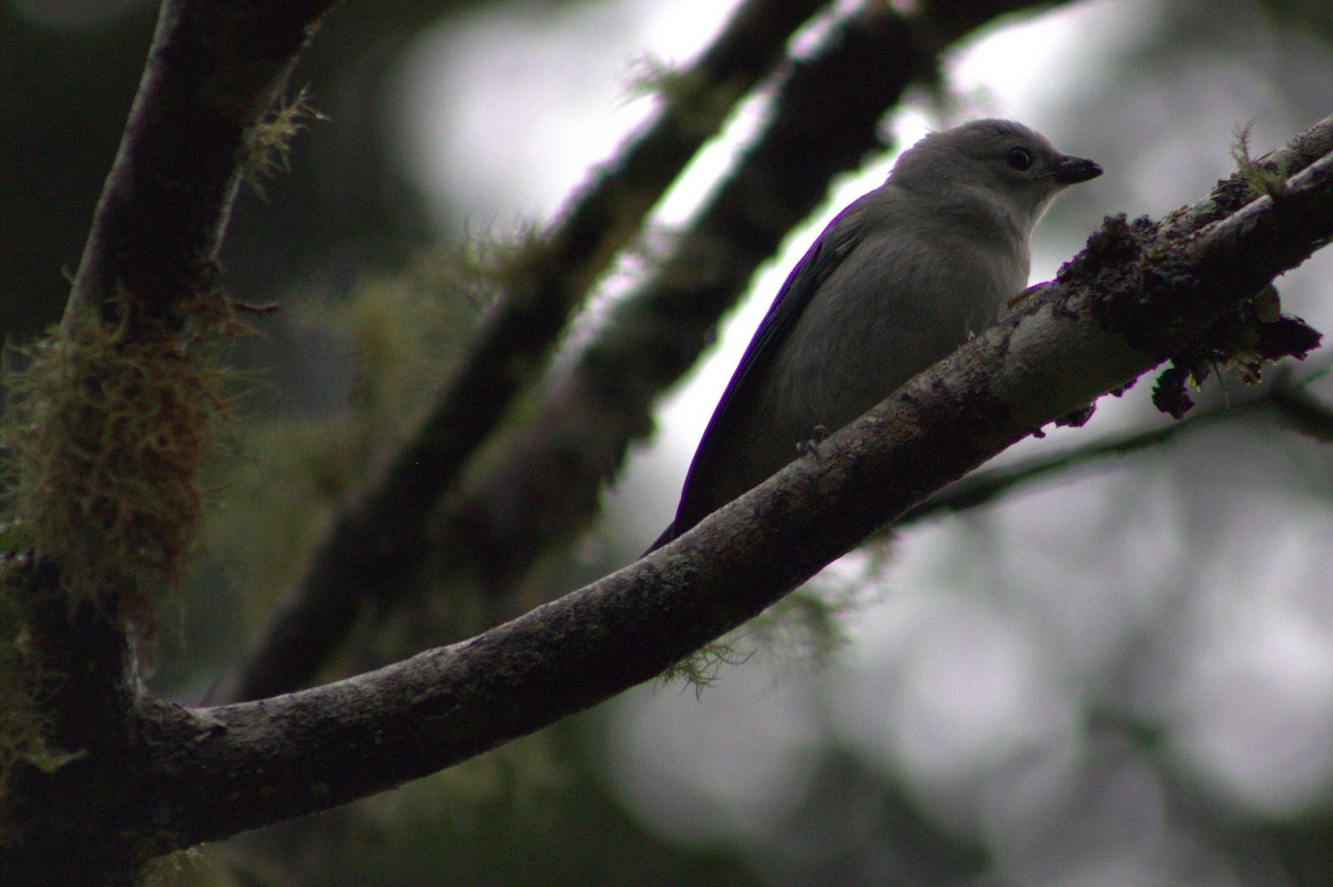 Blue-gray Tanager - ML621028506