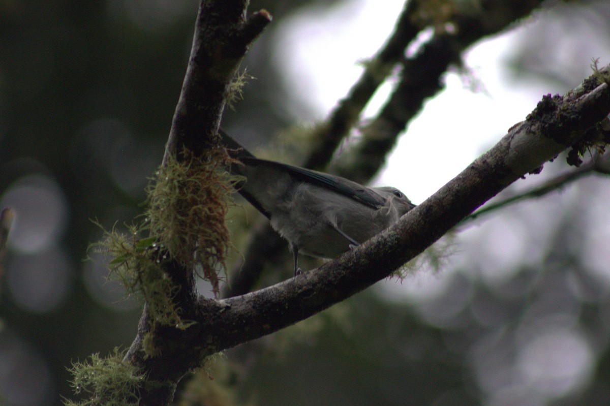 Blue-gray Tanager - ML621028507
