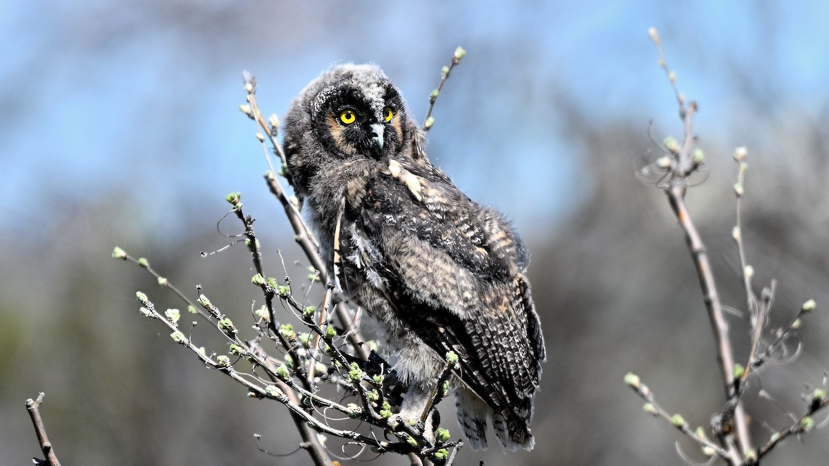 Long-eared Owl - ML621028509