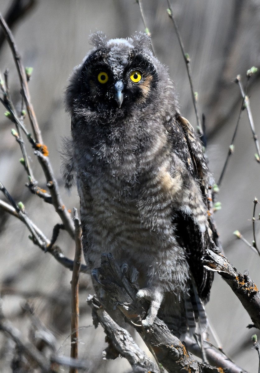 Long-eared Owl - ML621028514