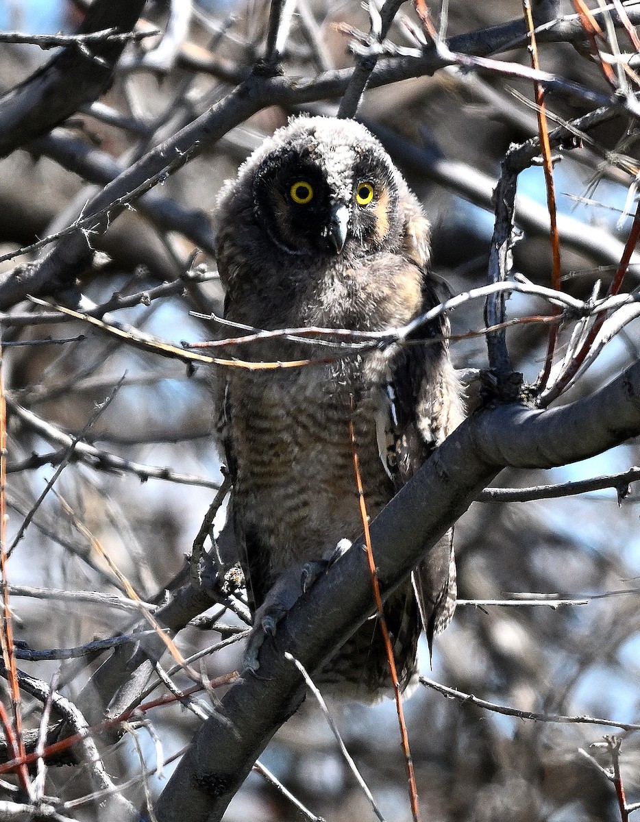 Long-eared Owl - ML621028517