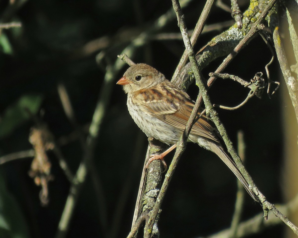 Field Sparrow - ML621028575