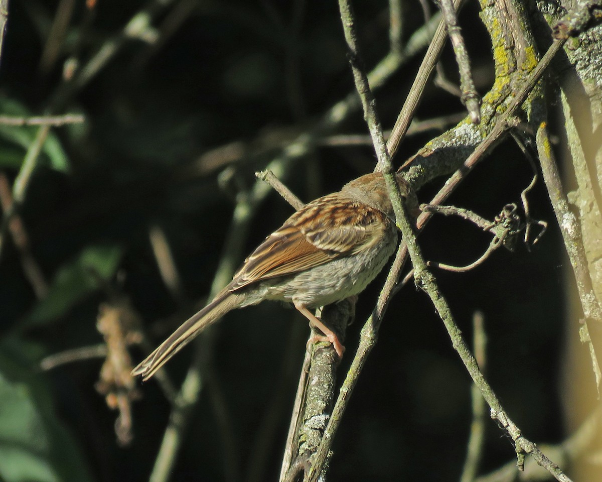 Field Sparrow - ML621028576