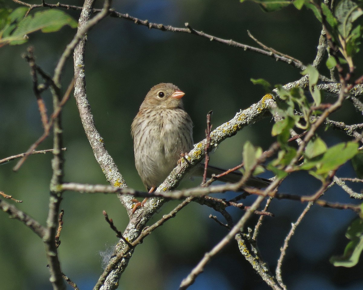 Field Sparrow - ML621028577
