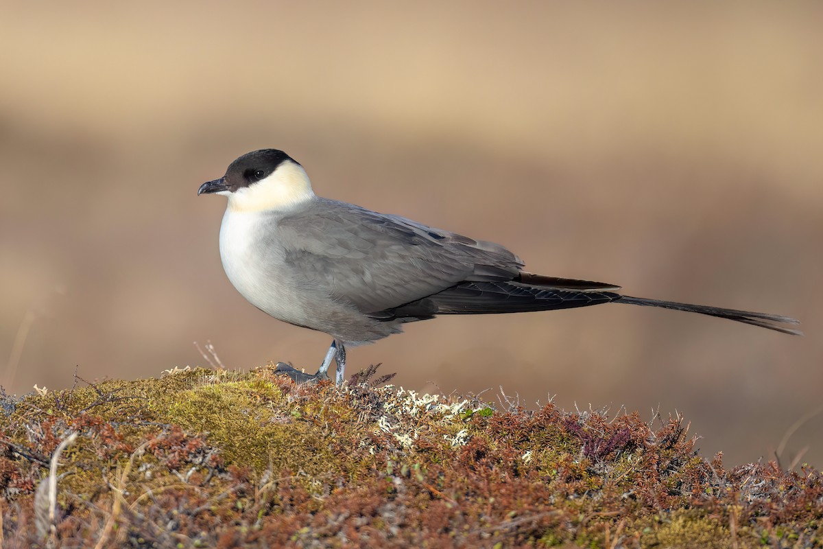 Long-tailed Jaeger - ML621028579