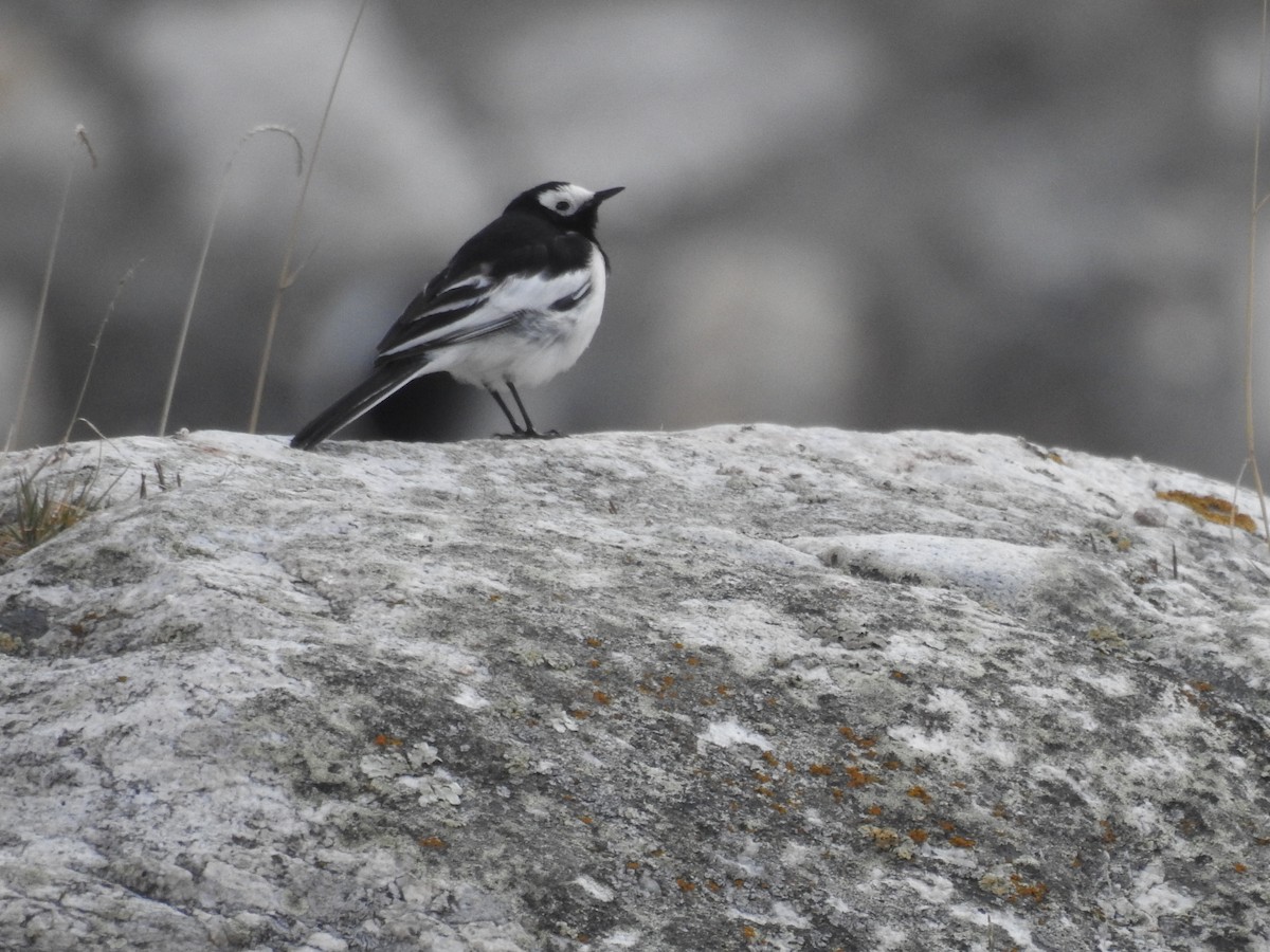 White-browed Wagtail - ML621028602