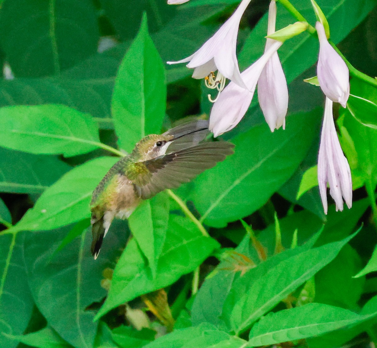 Ruby-throated Hummingbird - Sireono Sheley