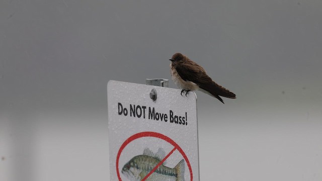 Northern Rough-winged Swallow - ML621028653