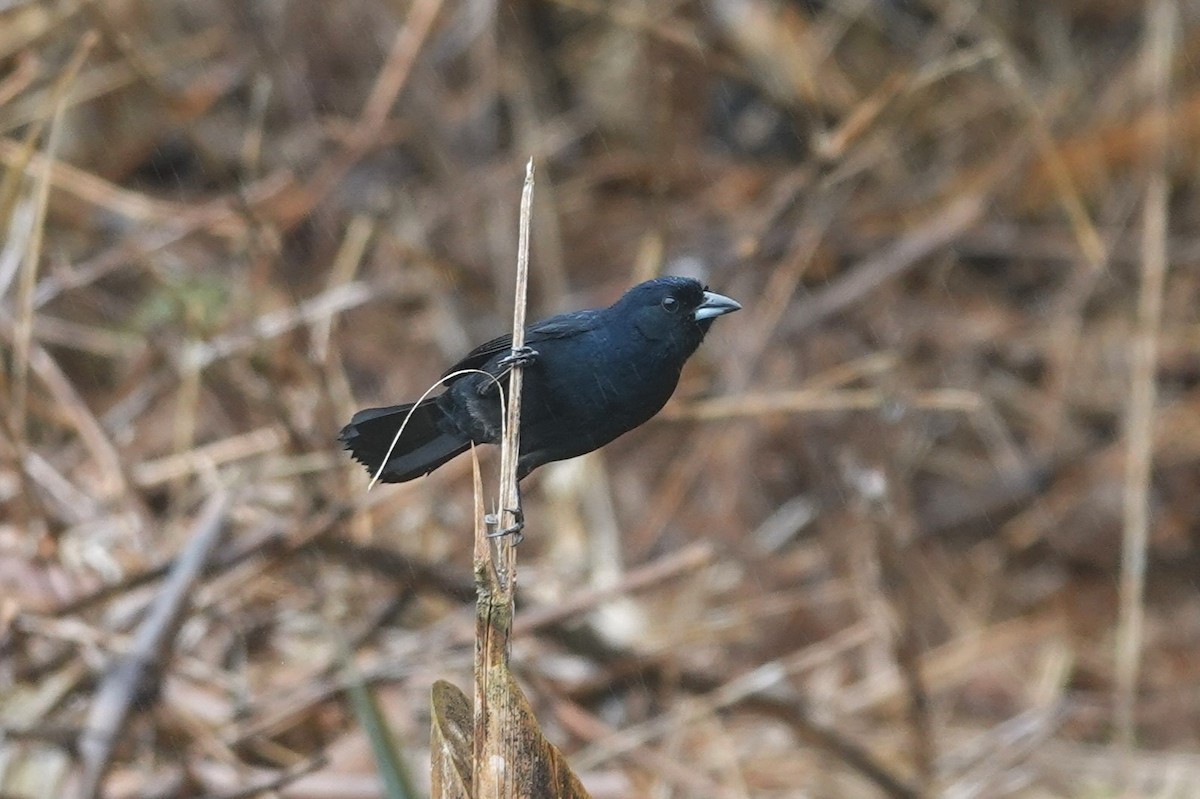 White-lined Tanager - ML621028693