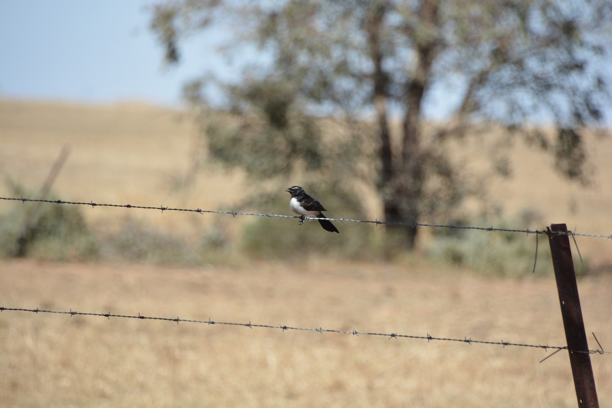 Willie-wagtail - ML621028763