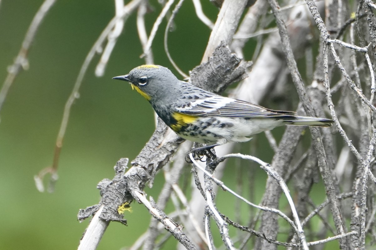 Yellow-rumped Warbler (Audubon's) - ML621028765