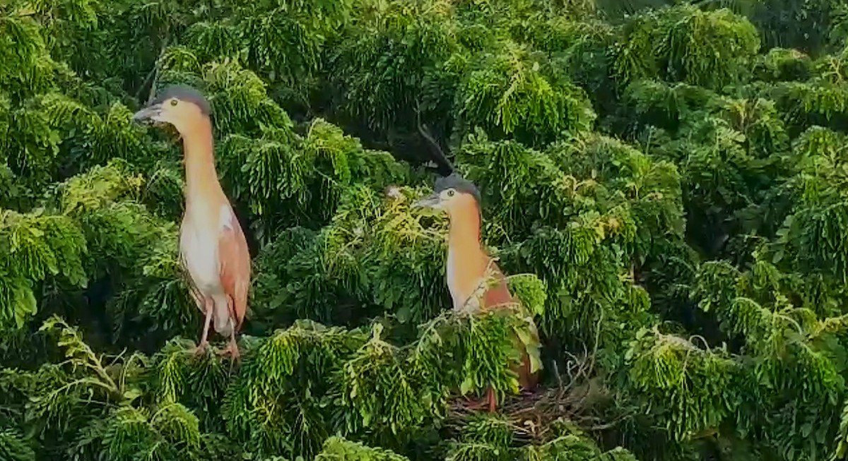 kvakoš rezavý - ML621028770