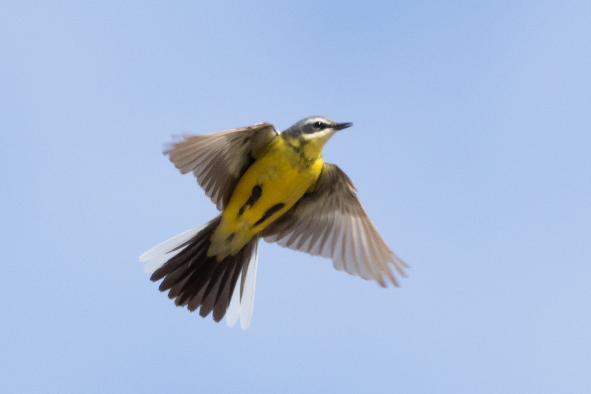 Eastern Yellow Wagtail - Jeff Lewis