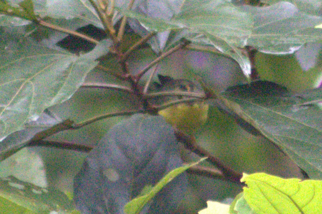 Golden-crowned Warbler - ML621028782