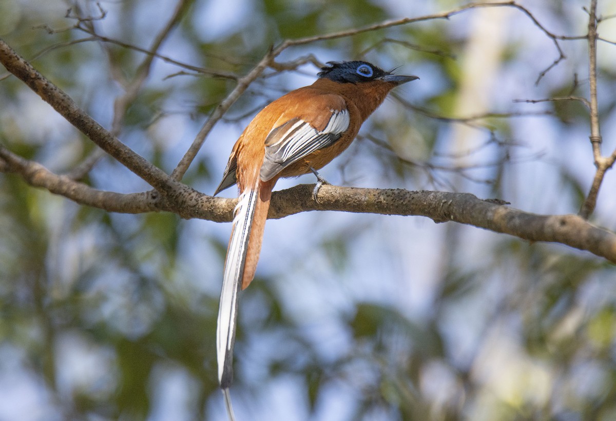Malagasy Paradise-Flycatcher (Malagasy) - ML621028785